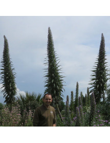 Echium pininana (1.5lt)