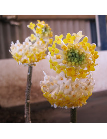 Edgeworthia chrysantha (3lt)