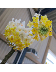 Edgeworthia chrysantha (7.5lt) Edgeworthia chrysantha (7.5lt)