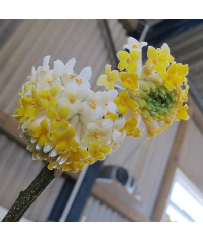 Edgeworthia chrysantha (20lt)