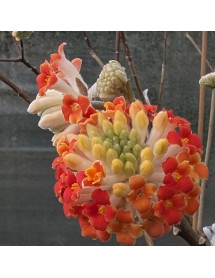 Edgeworthia chrysantha Red Dragon (7lt)