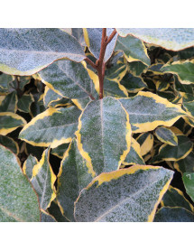 Elaeagnus x ebbingei Viveleg (25lt)