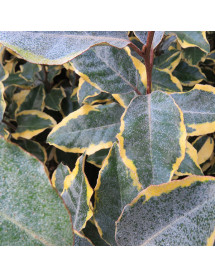 Elaeagnus x submacrophylla Viveleg (5lt)