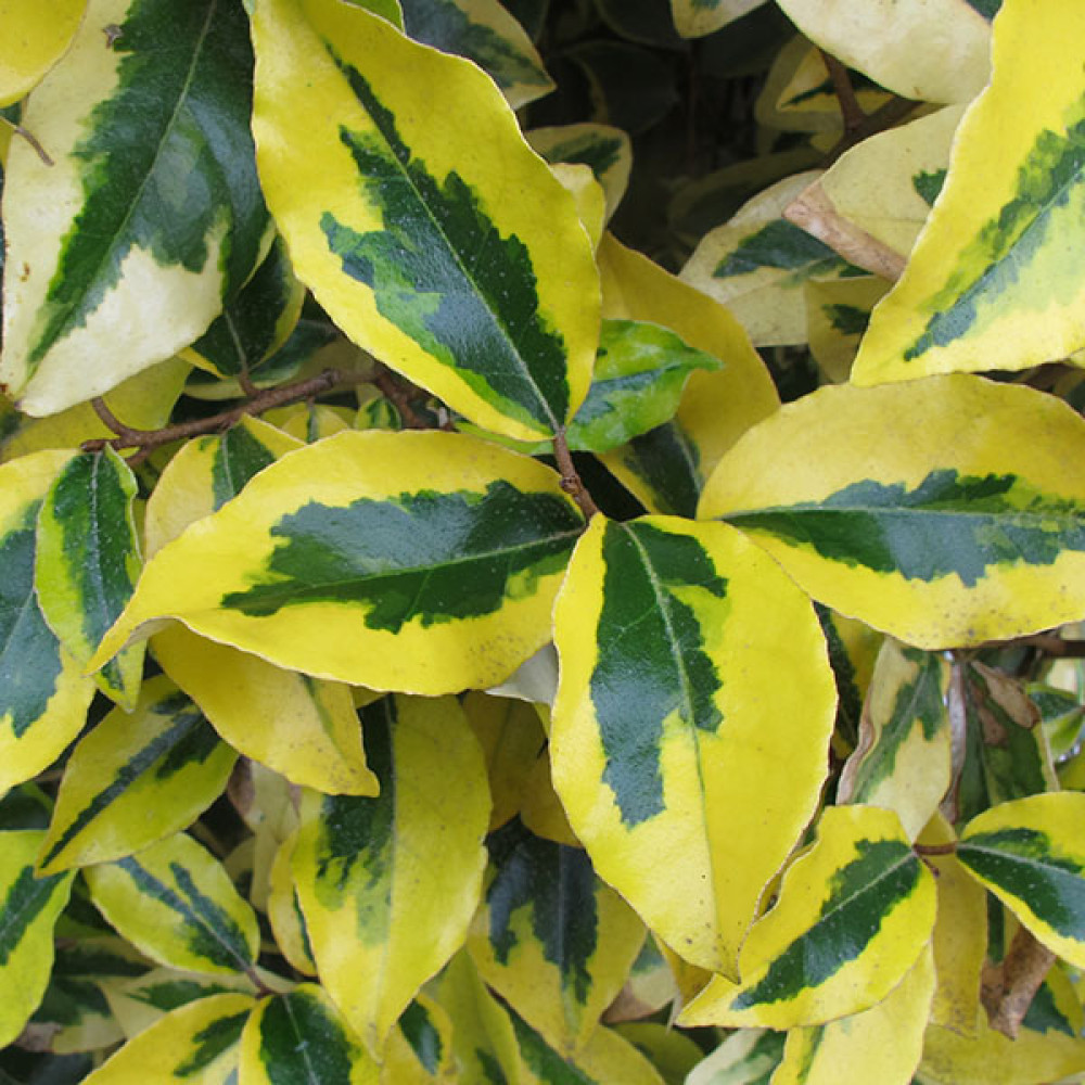 Elaeagnus x ebbingei Gilt Edge (3lt)