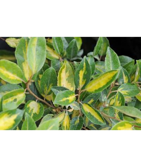 Elaeagnus x ebbingei Limelight (10lt)