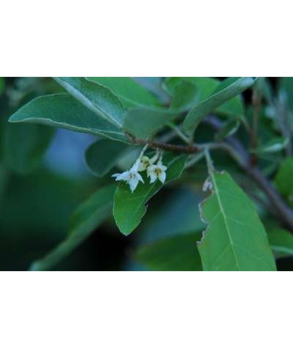 Elaeagnus parvifolia (7.5lt)