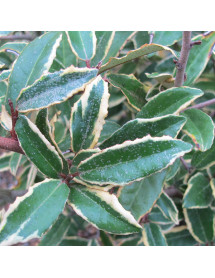 Elaeagnus pungens Hosuba-fukurin (10lt) Elaeagnus pungens Hosuba-fukurin (10lt)