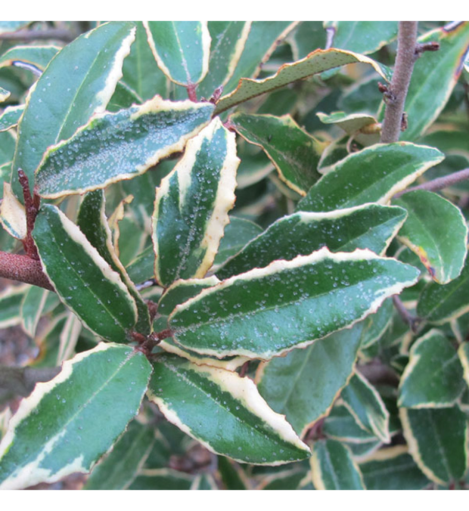 Elaeagnus pungens Hosuba-fukurin (10lt) Elaeagnus pungens Hosuba-fukurin (10lt)