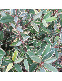 Elaeagnus pungens Hosuba-fukurin (10lt)