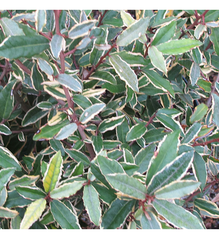 Elaeagnus pungens Hosuba-fukurin (10lt) Elaeagnus pungens Hosuba-fukurin (10lt)