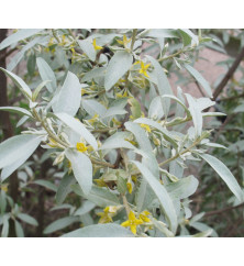 Elaeagnus Quicksilver (10lt)