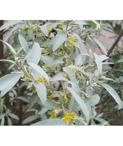 Elaeagnus Quicksilver (5lt)