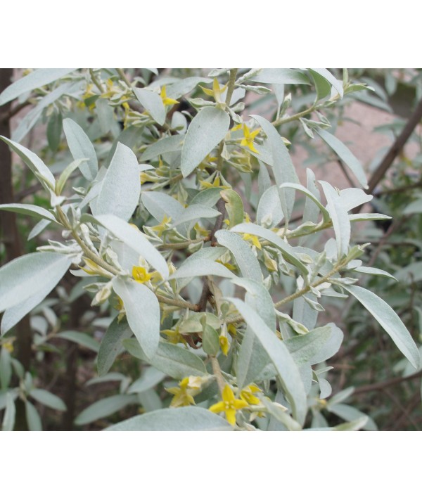 Elaeagnus Quicksilver (5lt) Elaeagnus Quicksilver (5lt)