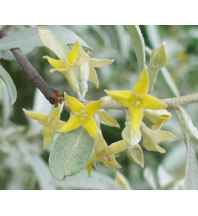 Elaeagnus Quicksilver (10lt)