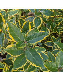 Elaeagnus x ebbingei Viveleg (10lt)
