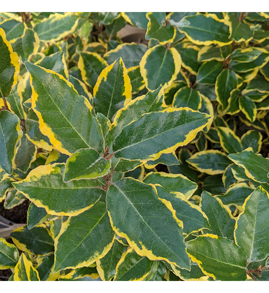 Elaeagnus x ebbingei Viveleg (10lt)