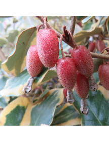 Elaeagnus x submacrophylla Viveleg (10lt)