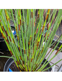 Elegia tectorum (15lt) Elegia tectorum (15lt)