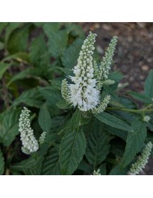 Elsholtzia stauntonii alba (3lt)