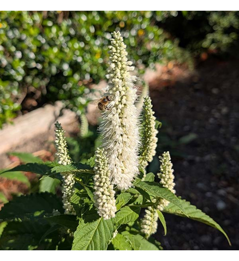 Elsholtzia stauntonii alba (3lt)