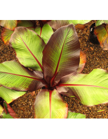 Ensete ventricosum Maurelii (2lt)