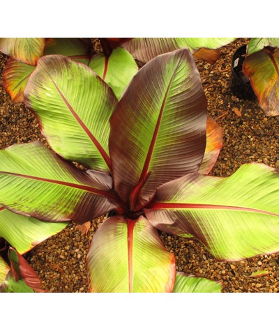 Ensete ventricosum Maurelii (5lt)