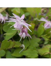 Epimedium 'Akebono' (1.5lt)