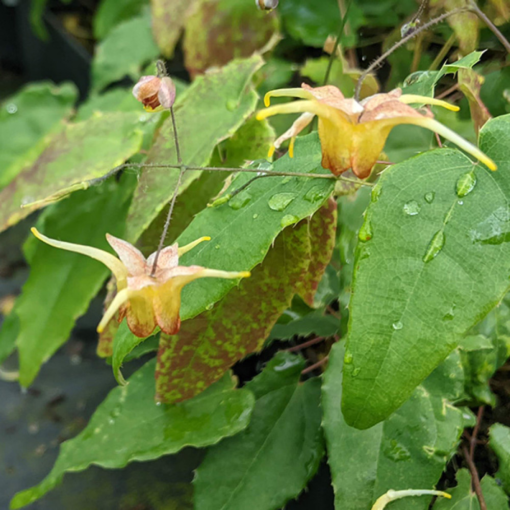 Epimedium Amber Queen (1.5lt) Epimedium Amber Queen (1.5lt)