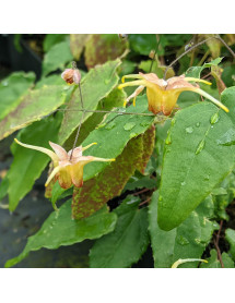 Epimedium Amber Queen (1.5lt)