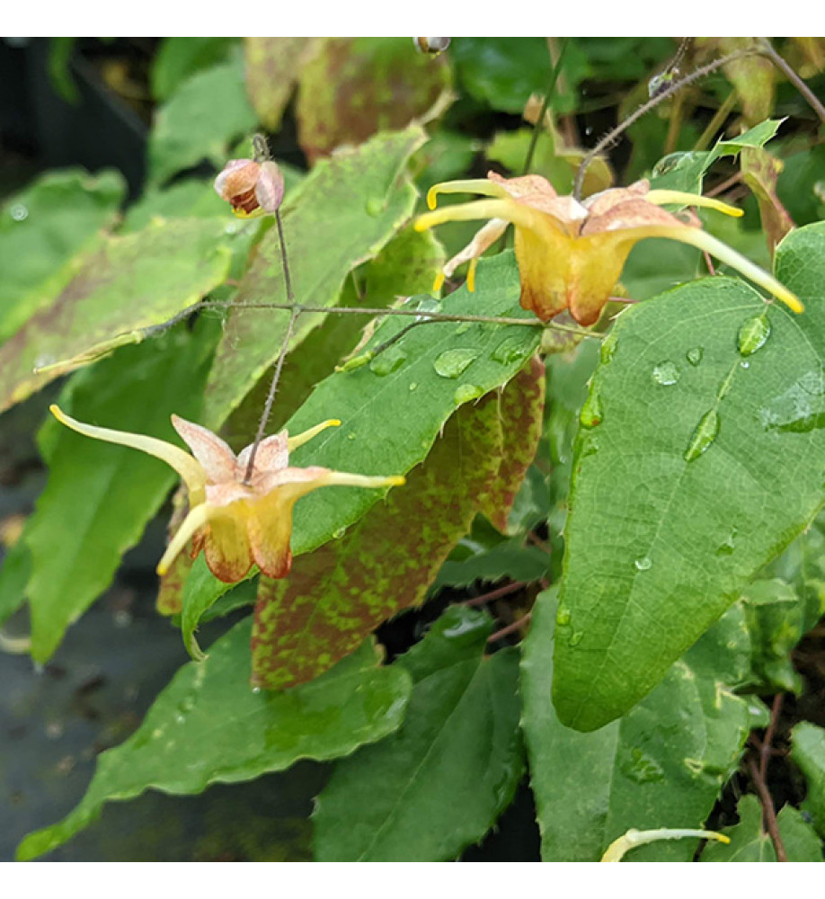 Epimedium Amber Queen (1.5lt)