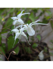 Epimedium grandiflorum var. higoense Bandit (0.8lt)