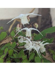 Epimedium grandiflorum var. higoense Bandit (0.8lt)
