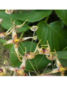 Epimedium wushanense Caramel (0.8lt)