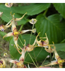Epimedium wushanense Caramel (1.5lt)