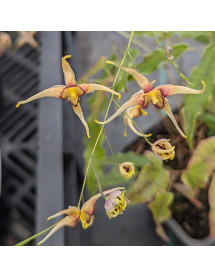 Epimedium wushanense Caramel (0.8lt)