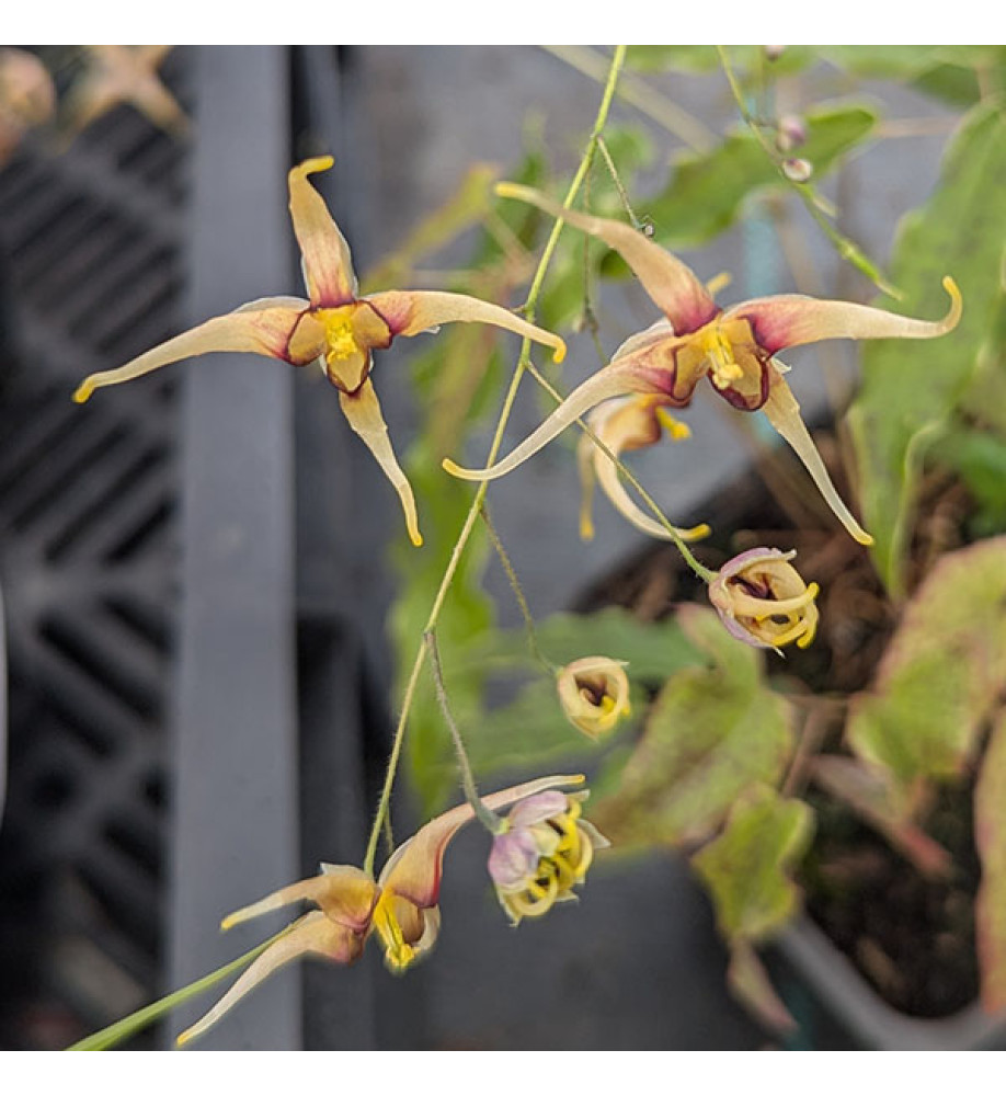 Epimedium wushanense Caramel (0.8lt)