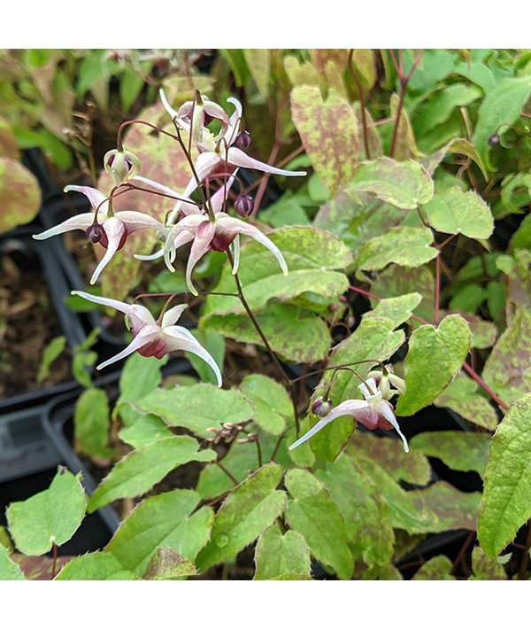 Epimedium Domino (1.5lt)