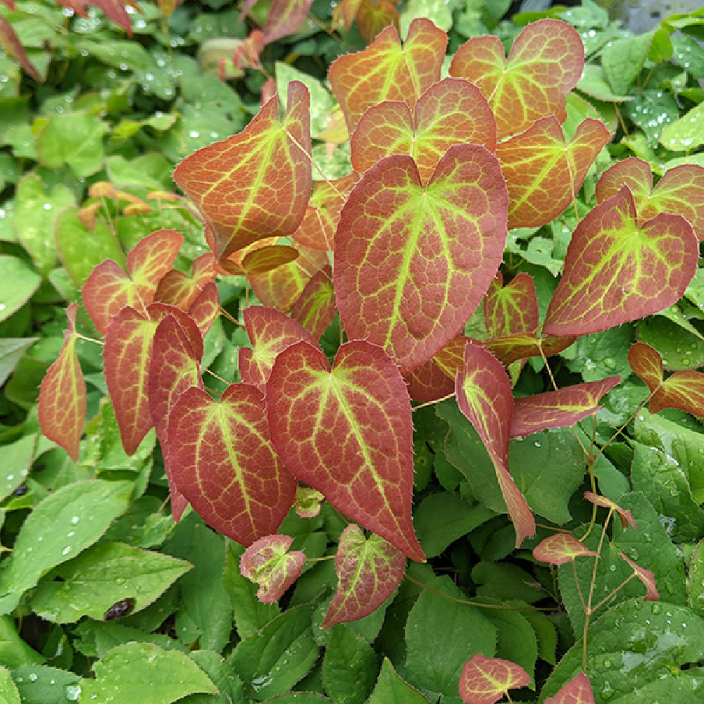 Epimedium x rubrum 'Galadriel' (1lt)