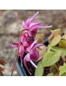 Epimedium grandiflorum White Queen (0.8lt)