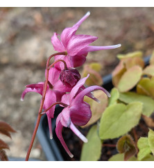 Epimedium grandiflorum White Queen (0.8lt)