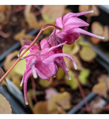 Epimedium grandiflorum White Queen (0.8lt)