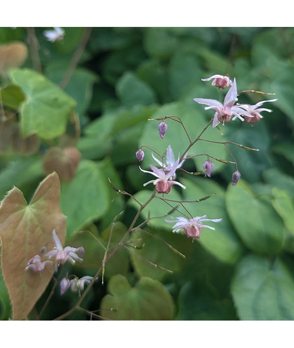 Epimedium Pink Elf (1.5lt)