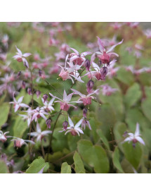 Epimedium Pink Elf (1.5lt)