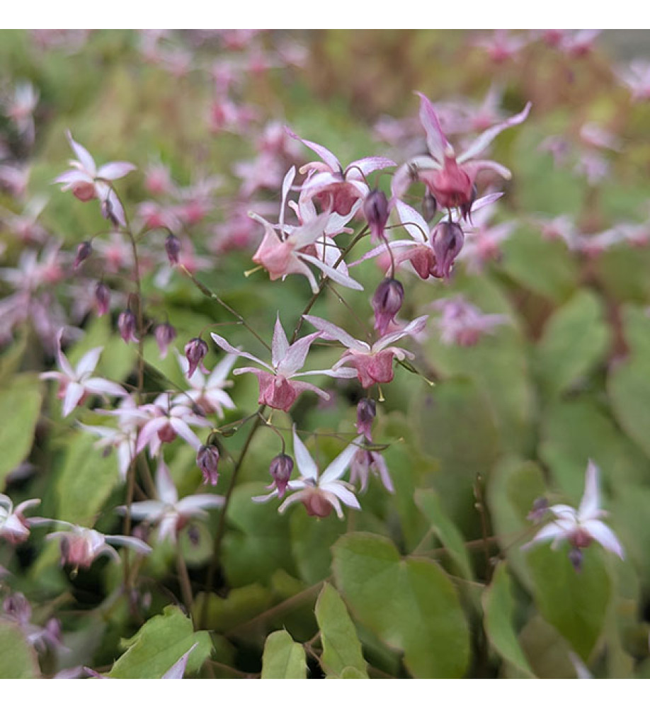 Epimedium Pink Elf (1.5lt)