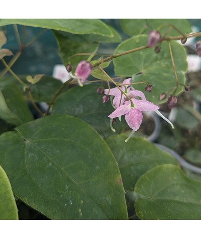 Epimedium x grandiflorum Pretty in Pink (1.5lt)