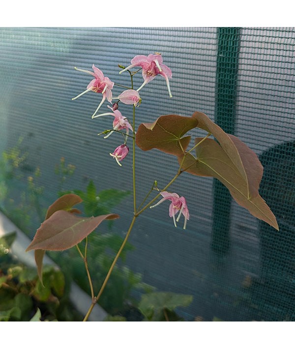 Epimedium x grandiflorum Pretty in Pink (1.5lt)