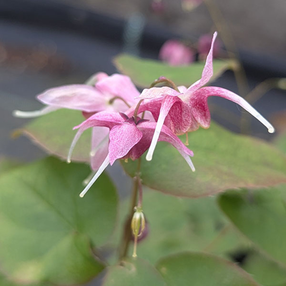 Epimedium x grandiflorum Pretty in Pink (0.8lt)