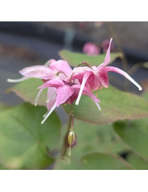 Epimedium x grandiflorum Pretty in Pink (1.5lt)