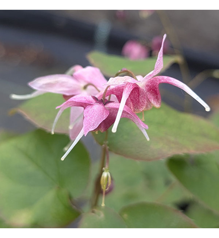 Epimedium x grandiflorum Pretty in Pink (1.5lt)