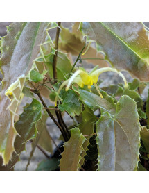 Epimedium Spine Tingler (1.5lt)